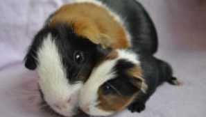 Morča: Starostlivosť a údržba doma, koľko životov, čo kŕmiť, veľkosť buniek