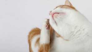 Spoľahlivé metódy na chov blchy u mačiek