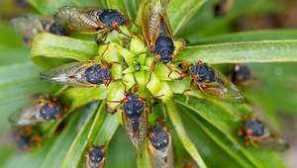 Tsiicada hmyz - kto je to a jeho biotop