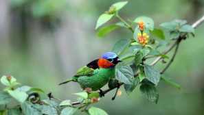 Mená najkrajších vtákov na svete