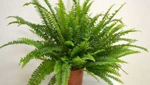 Neflulpp: popis, starostlivosť, pestovanie, reprodukcia, fotografia, video