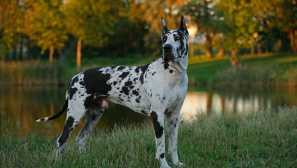 Nemecký pes: história chovu a charakter psov