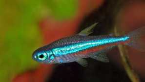 Neón zelený, modrý neón, modrý neón, falošný červený neón (paracheirodon simulans)