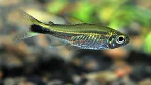 Neon green kostello: obsah, chov, kompatibilita, foto.