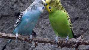 O speváckych papagájoch