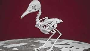 O štruktúre kostry vtákov