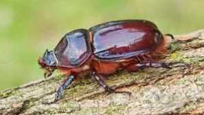 Životný štýl beetle. Čo jedí chrobák-sortoga?