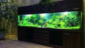 Aquarium Service