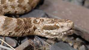 Bežné tienenie: popis, foto, životný štýl, potraviny, reprodukcia