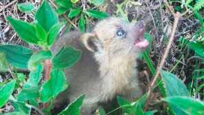 Olinge Nebina alebo Olinhito | Svet zvierat a rastlín