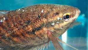 Presnosť: príčiny, liečba, príznaky.