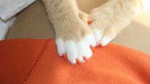 Prevádzka mäkké podkry, majitelia vlastníkov na odstránenie pazúr v mačkách