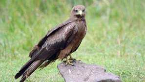 Popis čierneho draka