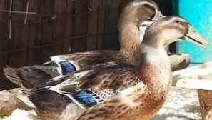 Opis výhod bashkirského plemena kačíc