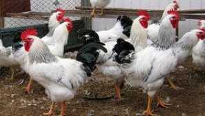 Popis plemena striebro adler: recenzie