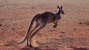 Zoznam a opis najčastejších cicavcov byliniek