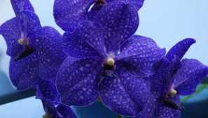 Orchide: starostlivosť a rastúca doma