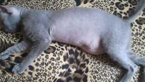 Komplikácie po sterilizácii v mačke: bump na žalúdku, liečba