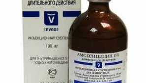 Hlavné antibiotiká širokého spektra pre mačky