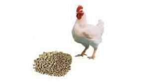 Vlastnosti krmiva pre zvieratá pre brojlery (zloženie, potraviny) \ t