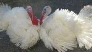 Vlastnosti chovu turks big 6 doma