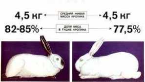 Vlastnosti chovu králikov mäsových plemien