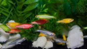 Vlastnosti obsahu a starostlivosť o akvarijné ryby danio