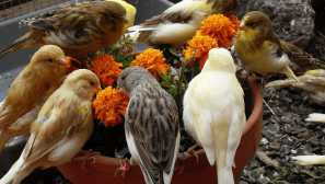 Vlastnosti obsahu kananích a tipy na starostlivosť o vtáctva