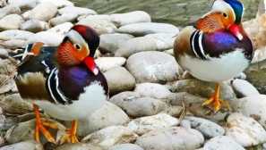 Vlastnosti mandarin duck - krásne a vzácne vtáky