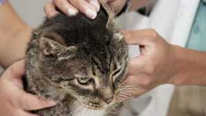 Otodektóza u mačiek