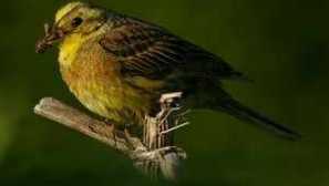 Ovsené vločky obyčajné ako krmivá vtákov