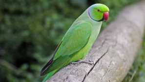 Náhrdelník Parrot: Popis, Typy, Podmienky