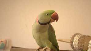 Náhrdelník parrot: starostlivosť a údržba doma