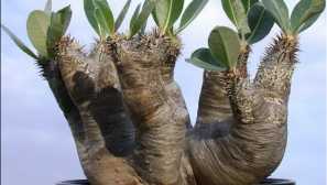 Pahipodium: care, reprodukcia, popis, fotografia, video, zalievanie, osvetlenie