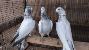 Pakistanské holuby - letecký zadok s nenápadným vzhľadom