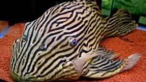 Panak royal popis chov.