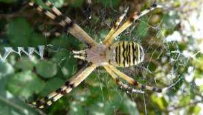 Spider-osa (argiop bunnunich)