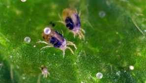 Uvedenie tick na rastlinách: príčiny vzhľadu, metódy boja a prevencie