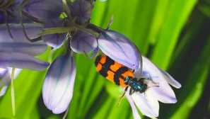 Pchelaochuk obyčajný