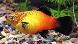 Pttya pttya (platypoecilus maculatus) - popis, riedenie