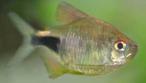 Pecilobrikon: popis, obsah, šľachtenie, popis, fotografia.