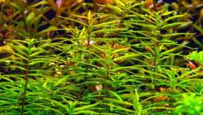 Pulping, didiplica dondra alebo beatucle butrike