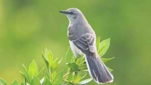 Spievať severoamerických spevákov