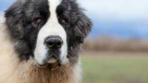 Pyrenee mastif: príbeh plemena a charakter psa