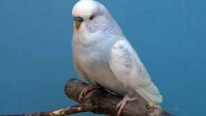 Jedlo pre zvlnený papagáj