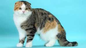 Život životnej mačky: stredný vek domácich miláčikov a ako ju zväčšiť