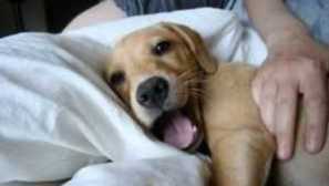 Pneumónia u psov: liečba, príznaky, príznaky