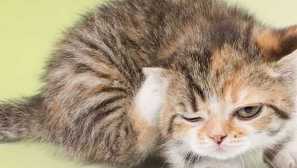 Prečo blchy hryzenie