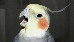 Prečo korell neustále kričí