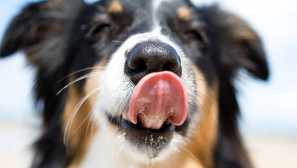 Prečo pes mokrý nos